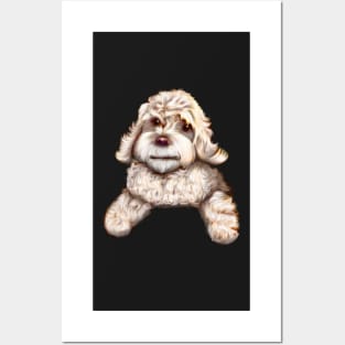 Cute white Cavapoo Cavoodle puppy dog - cavalier king charles spaniel poodle Posters and Art